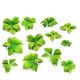 Paper Plants - Burdock