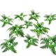 Paper Plants - Bracken Fern