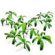 Paper Plants - Musa Trees