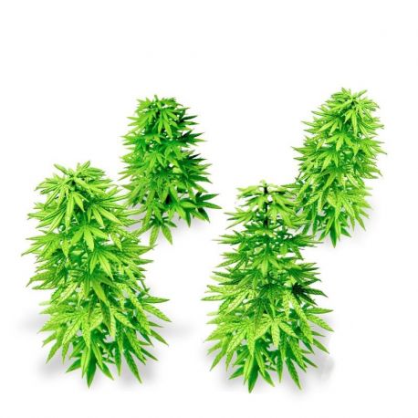 Paper Plants - Cannabis