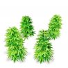 Paper Plants - Cannabis