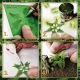 Paper Plants - Monstera