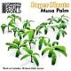 Paper Plants - Musa Trees